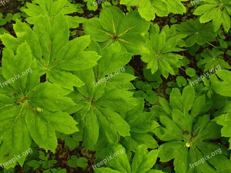 Groundcover Woods Texture Shady Shade