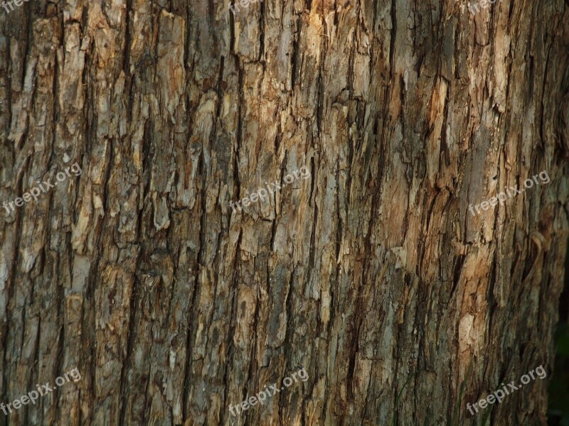 Tree Woods Bark Texture Forest