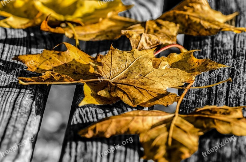 Leaf Leaves Autumn Seasons Nature