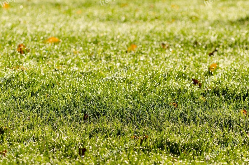 Grass Morning Background Drops Sun