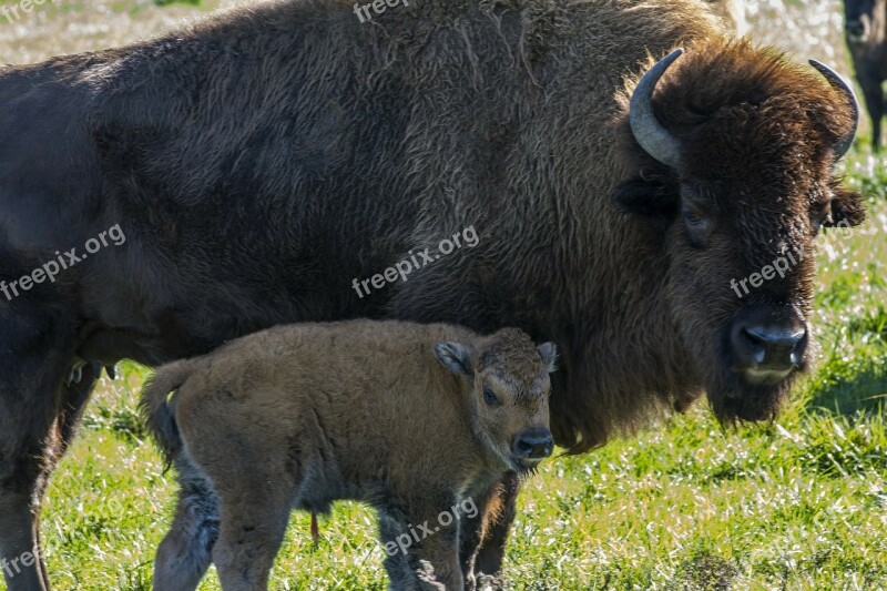 Buffalo Calf Farm Rural Baby