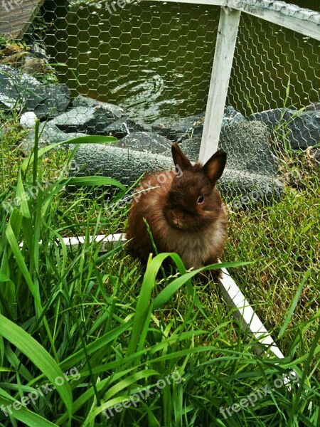 Dwarf Bunny Rabbit Long Eared Animal Brown