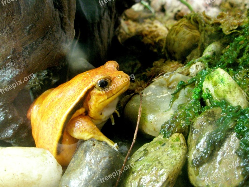 Frog Tomato Frog Amphibian Zoo Science