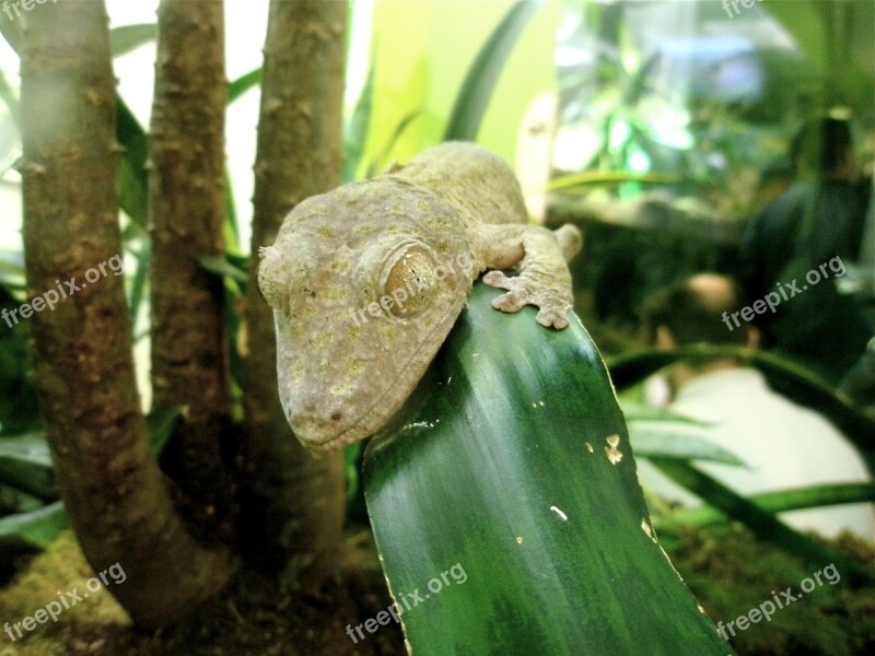 Lizard Reptile Nature Creature Head