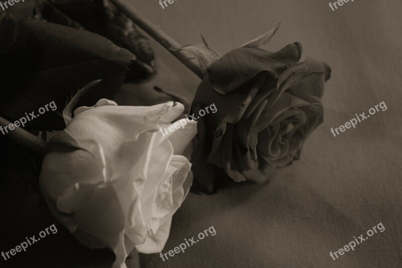 Rose Love Affection Sweet Sepia