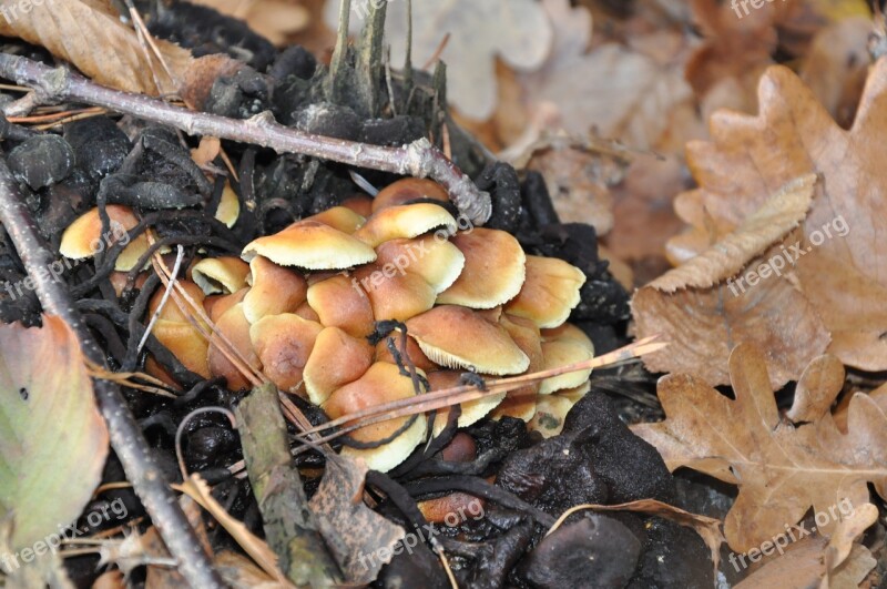 Mushrooms Autumn Foliage Forest Litter