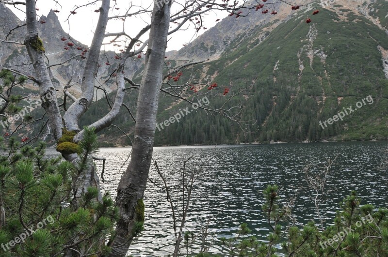 Pond Mountains Tree Branches View