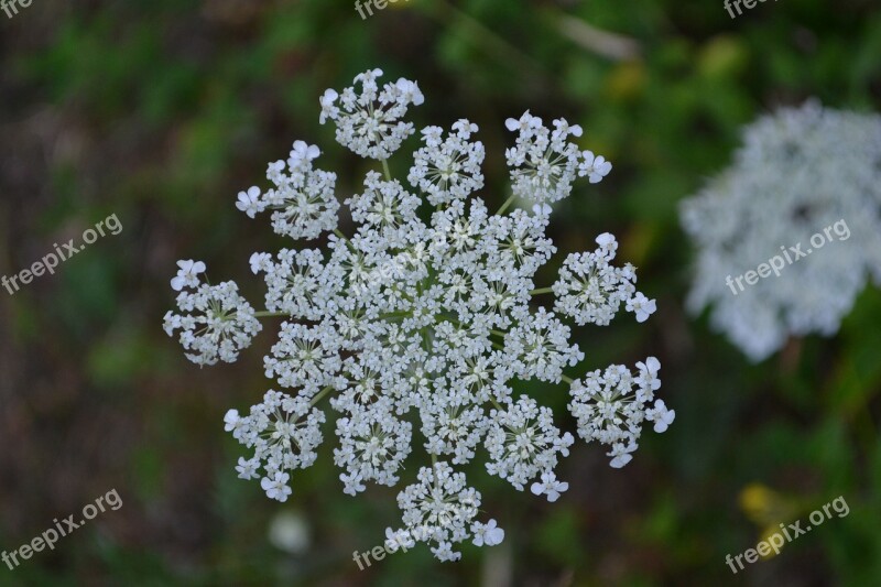 Forest Flower Blossom Bloom Flower Close Up