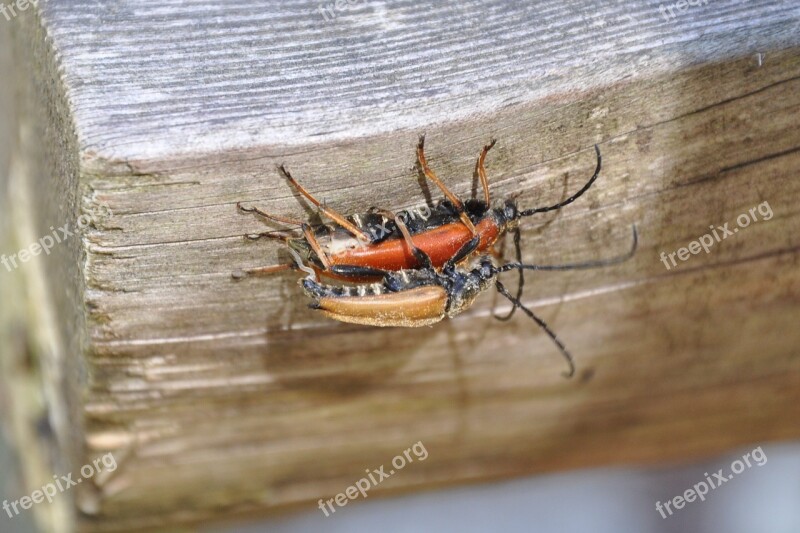 Insect Worm Nature Free Photos