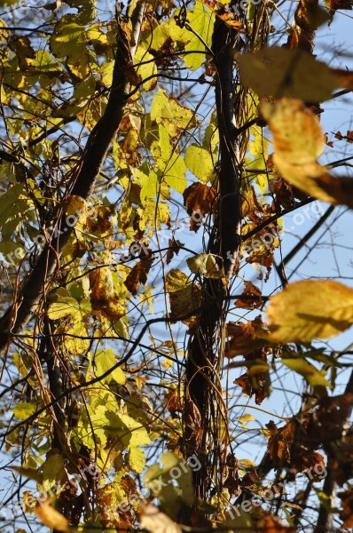 Autumn Foliage Branches Yellow Leaves Autumn Foliage