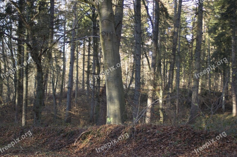 Forest Autumn Autumn Forest Trees Book