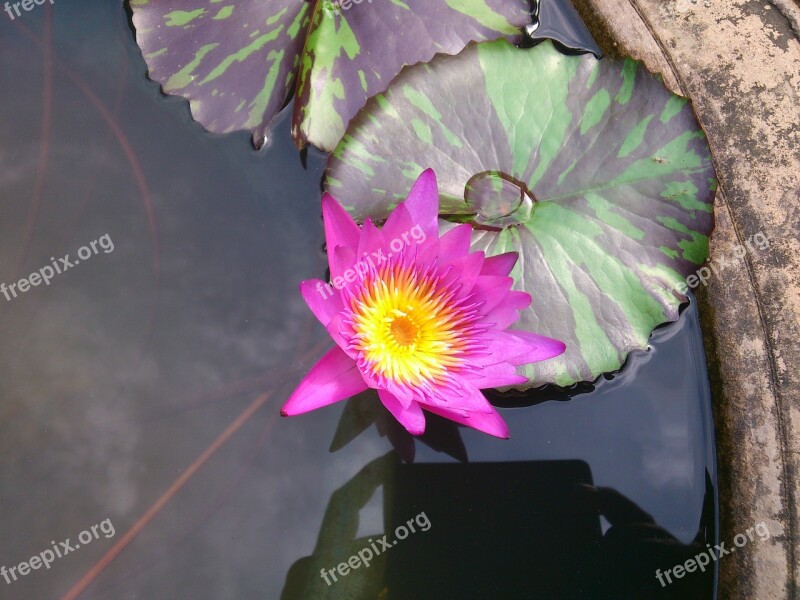 Purple Lily Water Lily Purple Flower Flower