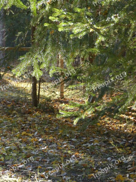 Forest Sun Flooded Backlight Trees Outside