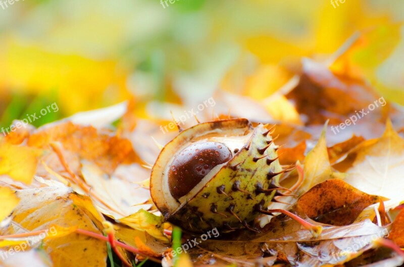 Chestnut Leaf Leaves Background Grass