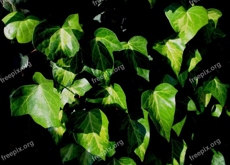 Leaves Ivy Green Veined Blanched