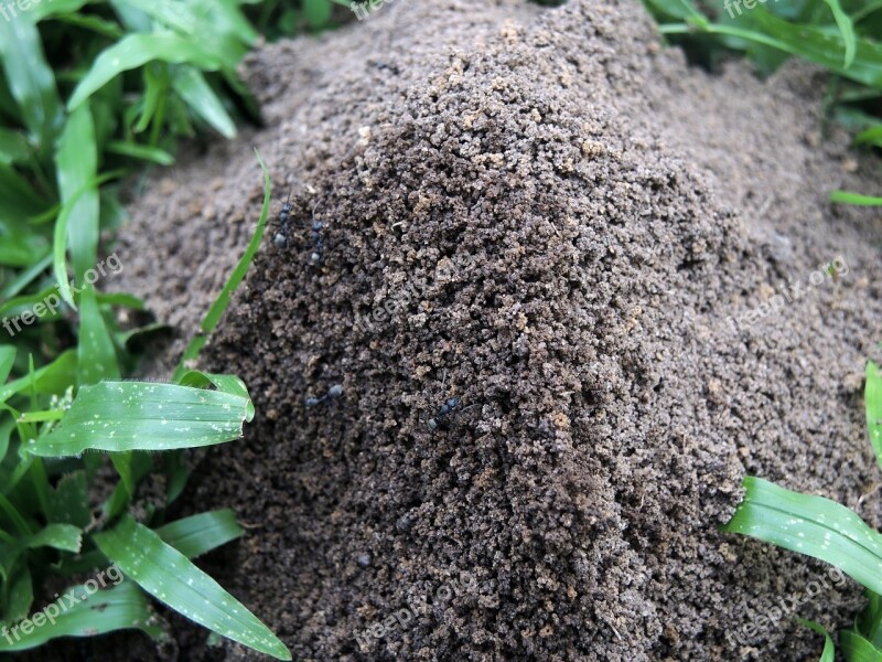 Ant Hill Field Insect Summer