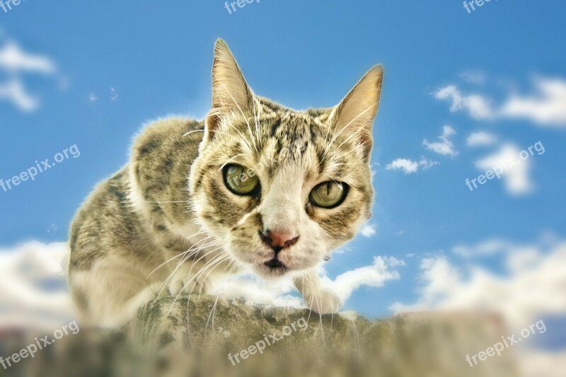 Cat Feline Eyes Pet Animal