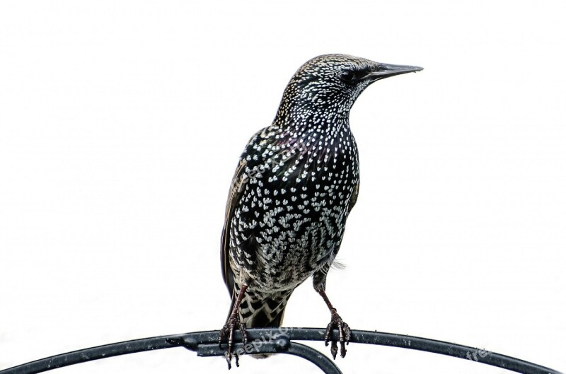 Bird Birds Aviator Animals Feather Starling