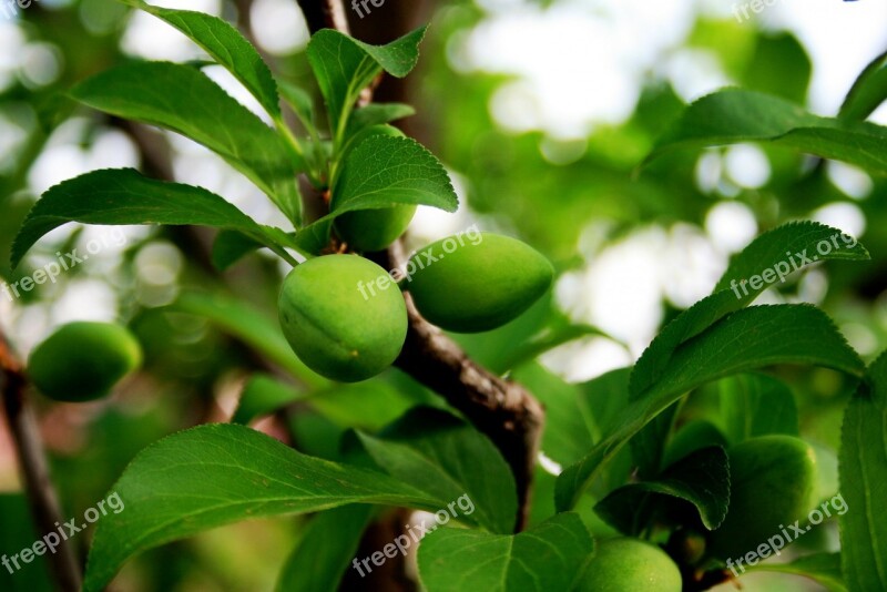 Plums Rounded Pointed Green Shiny