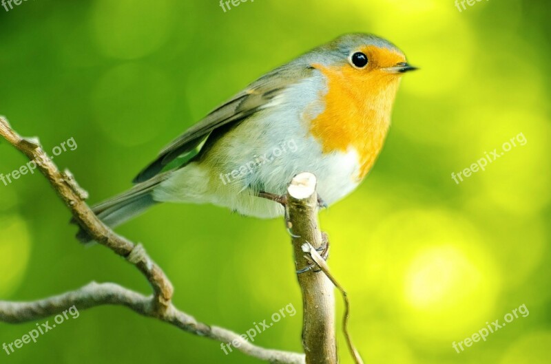 Bird Aviator Robin Happy Animals