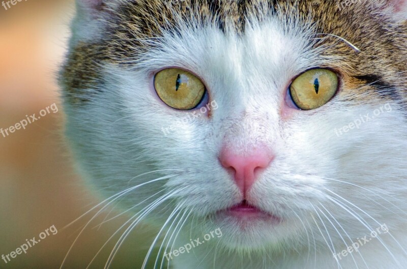 Adorable Animal Background Beautiful Shadow