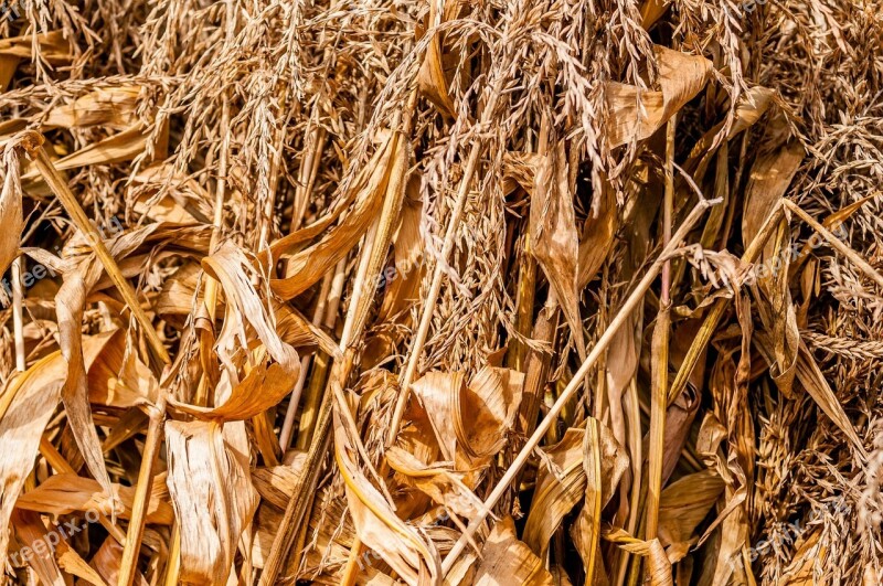 Agriculture Agronomy Autumn Close-up Corn