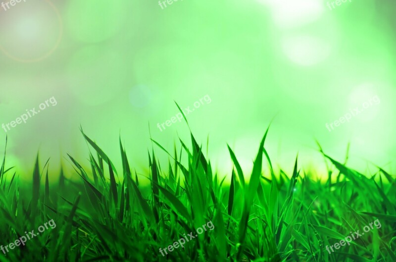 Grass Background Nature Natural Sun