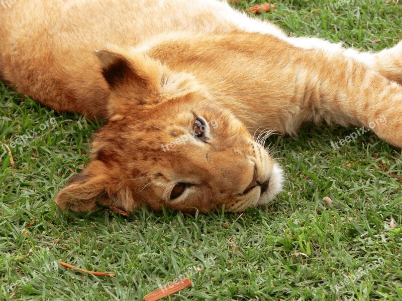 Lion Lion Cub Big Cat Cub Lion Relaxed