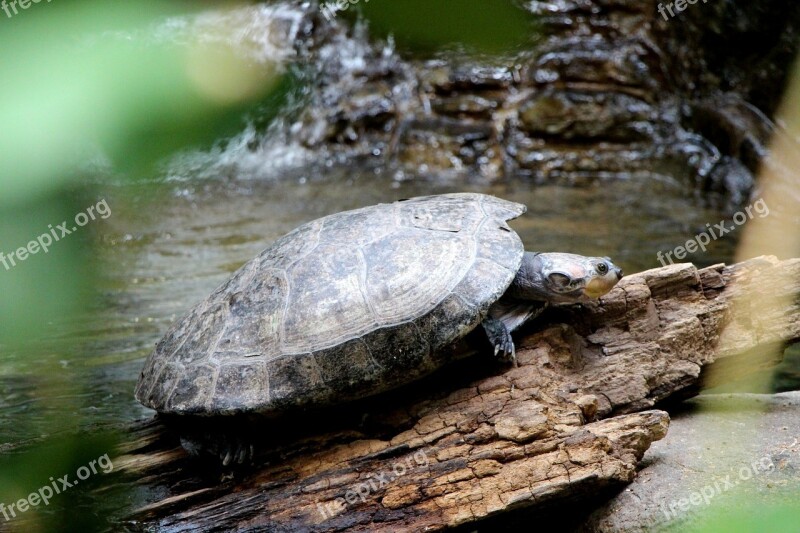 Turtle Stream Water Reptile Log