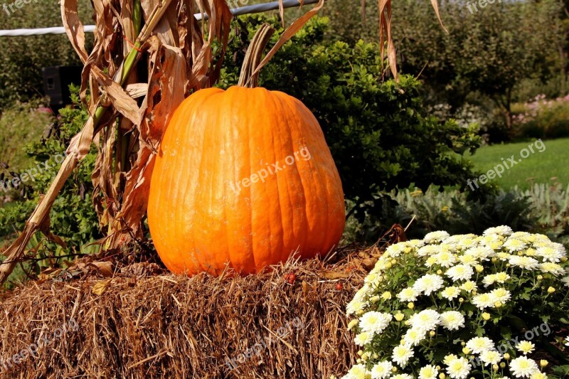 Pumpkin Orange Halloween Autumn Fall