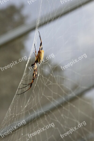 Spider Pest Insect Bug Creepy