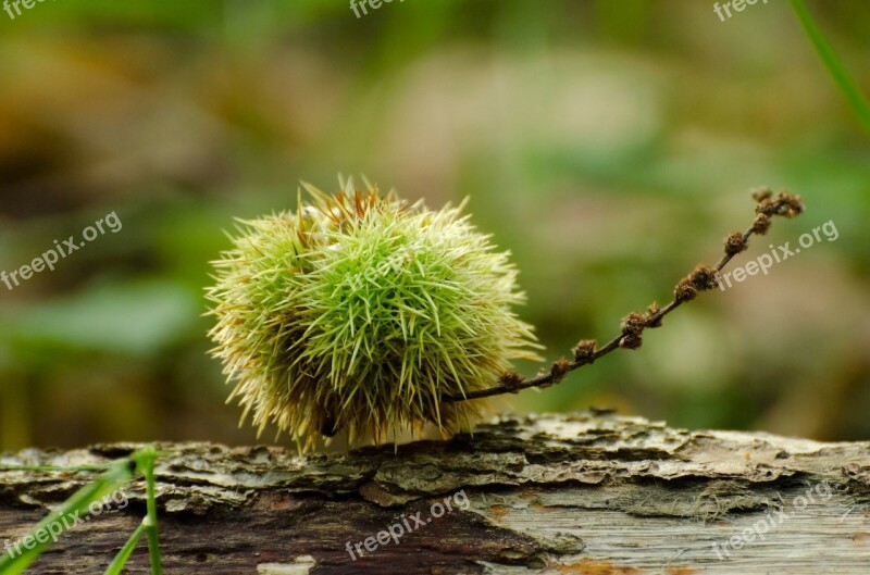 Autumn Autumnal Background Brown Castanea