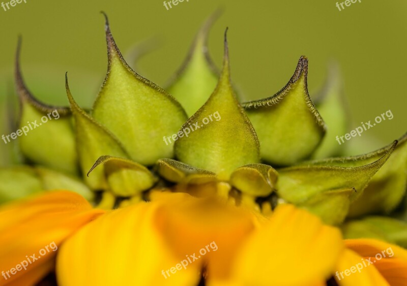 Sunflower Close-up Macro Yellow Plant