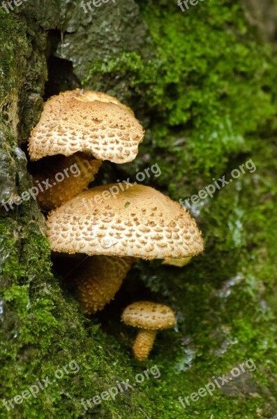 Mushrooms Seasons Autumn Fungus Ergot