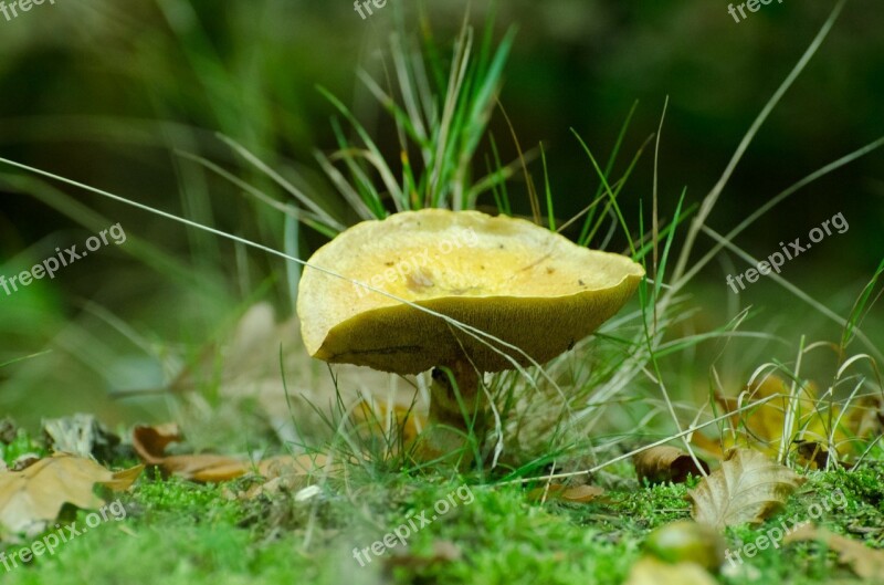 Mushrooms Seasons Autumn Fungus Ergot