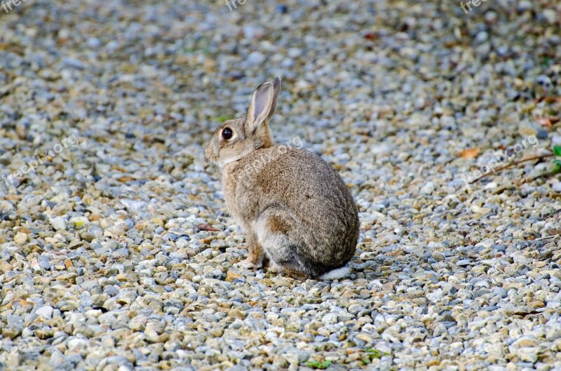 Rabbit Mammal Brown Bunny Grass