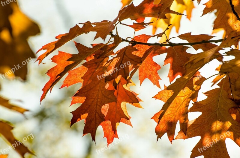 Autumn Leaves Colorful Green Season