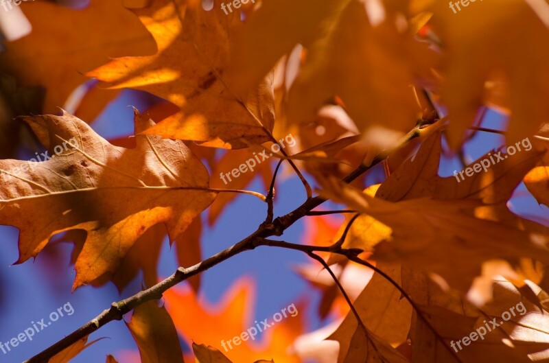 Autumn Leaves Colorful Green Season