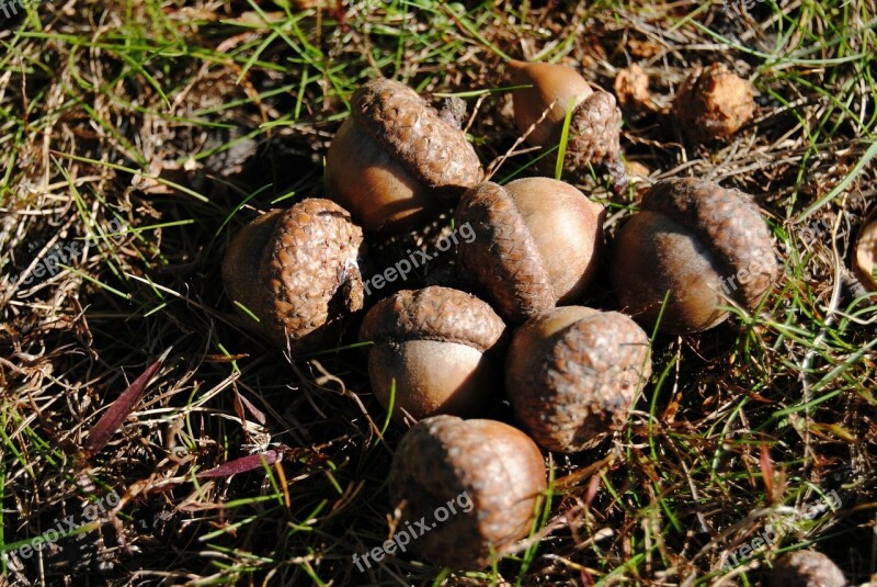 Acorn Tree Nature Oak Seed