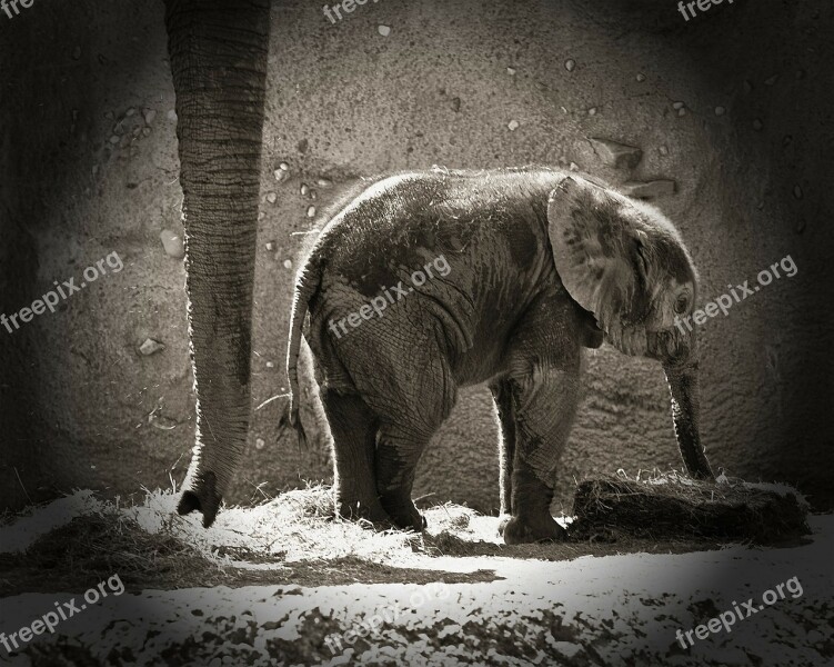 Elephants Newborn Animals Zoo Mother