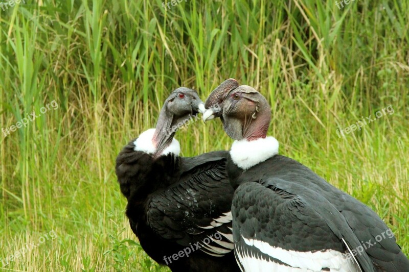 Condor Condors Andean Condor Bird Big Bird