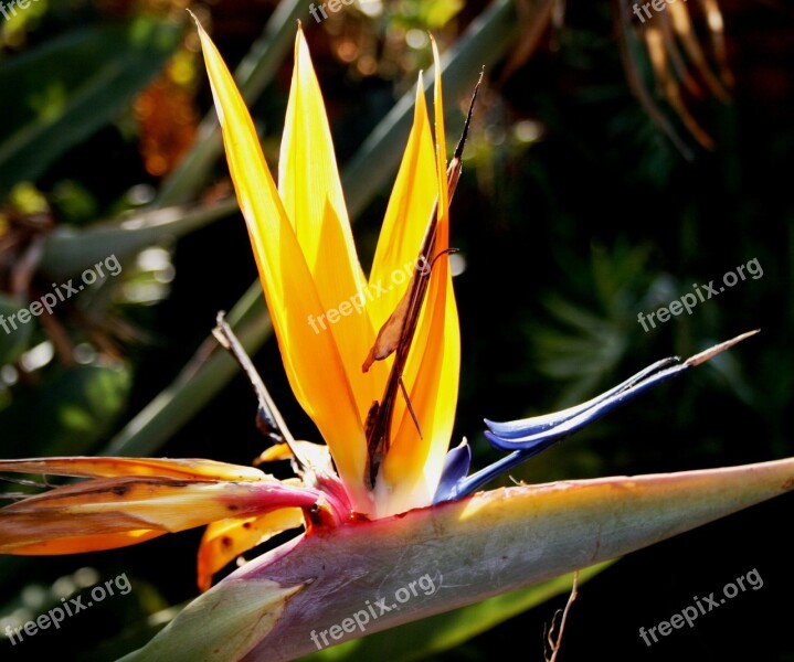 Flower Formal Orange Blue White