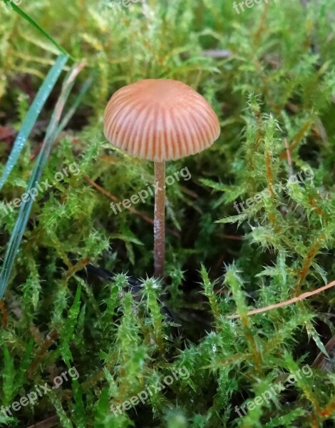 Autumn Mushroom Forest Moss Wet Meadow