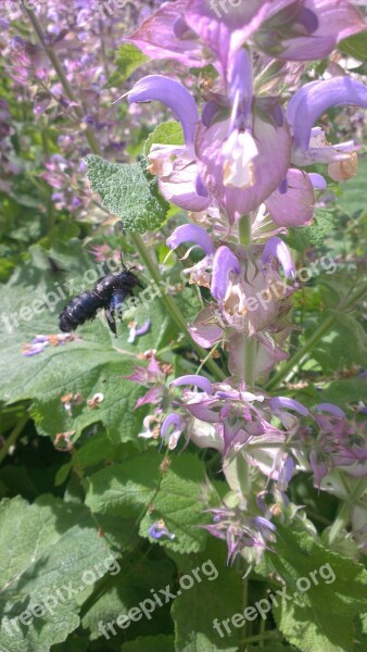 Bee Carpenter Bee Insect Flower Blossom