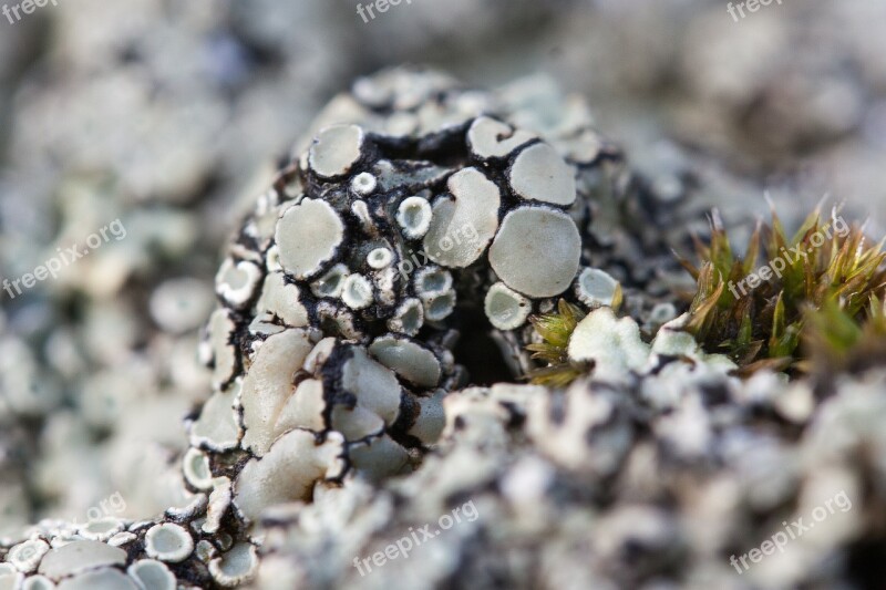 Lichen Grey Beige Green Moss