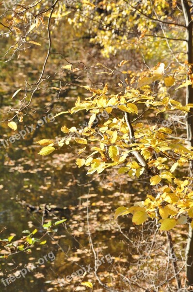 Autumn Foliage Forest Branches Nature