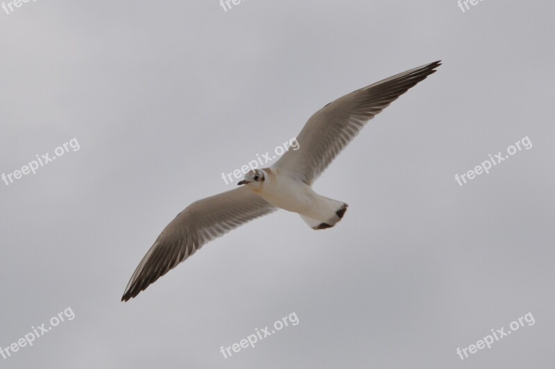 Seagull Bird Wings Sky Free Photos