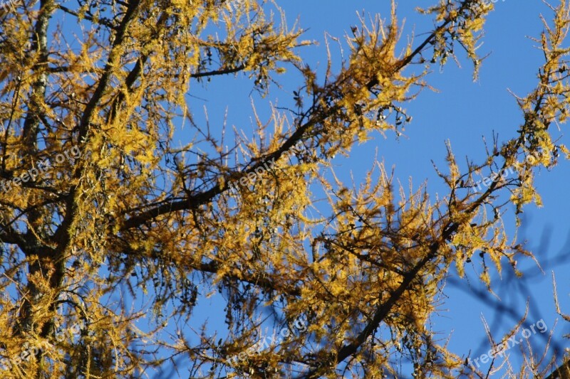 Larch Tree Yellow Sky Blue