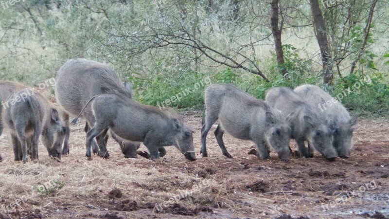 Warthogs Pigs Africa Limpopo Free Photos