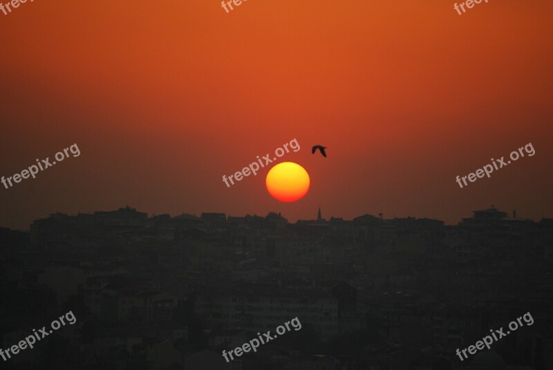 Istanbul Turkey Sunset Seagull Bird